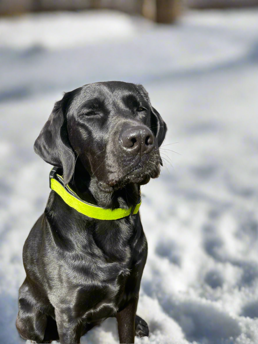 UpSkins Dog Collar